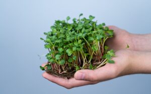 Microgreens